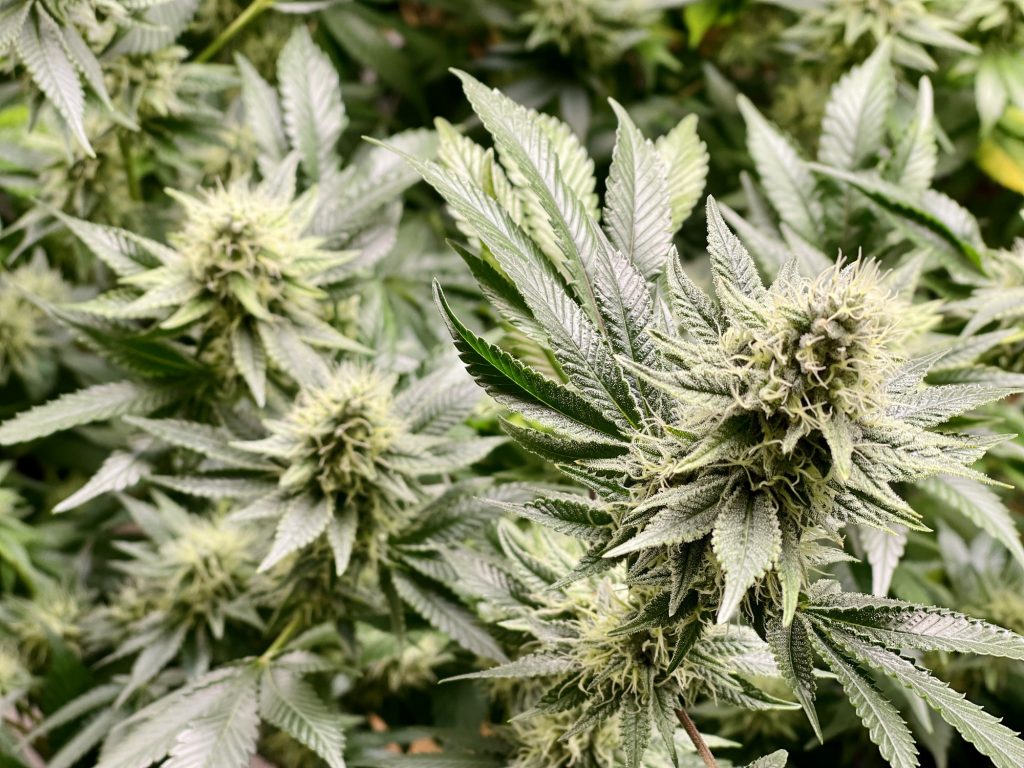 Cannabis maroc