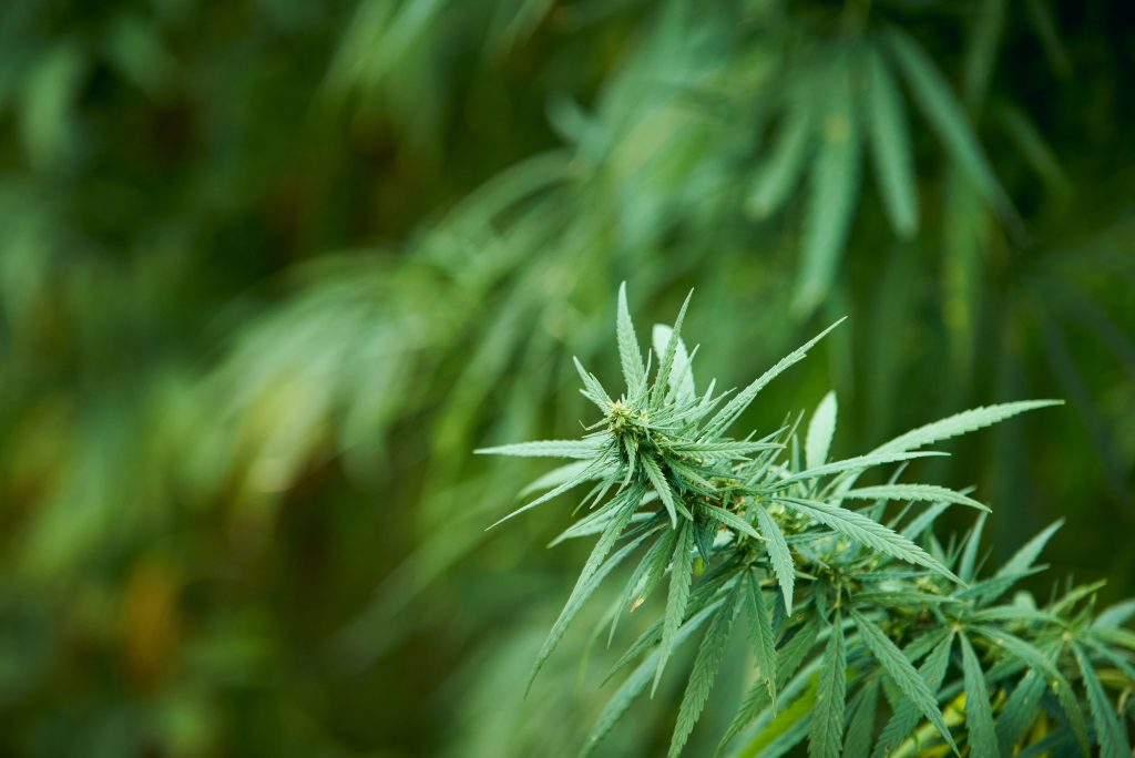 CBD Maroc - Cannabis Maroc