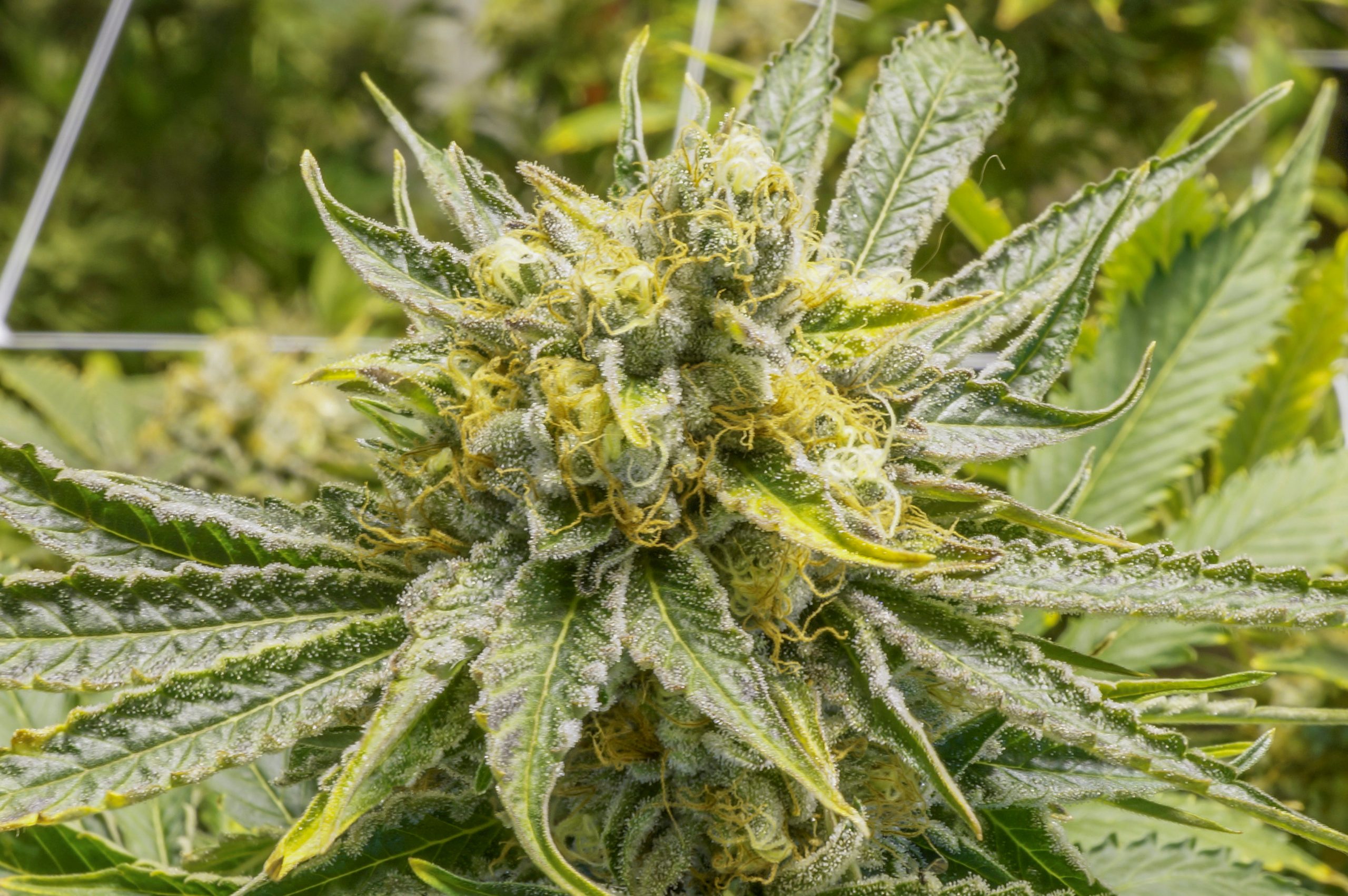 CBD Maroc - Cannabis Maroc
