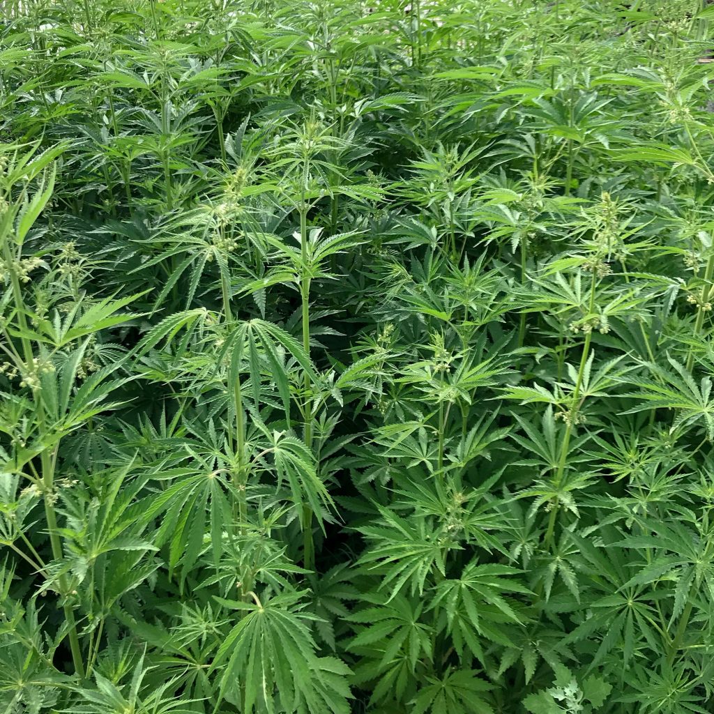 CBD Maroc