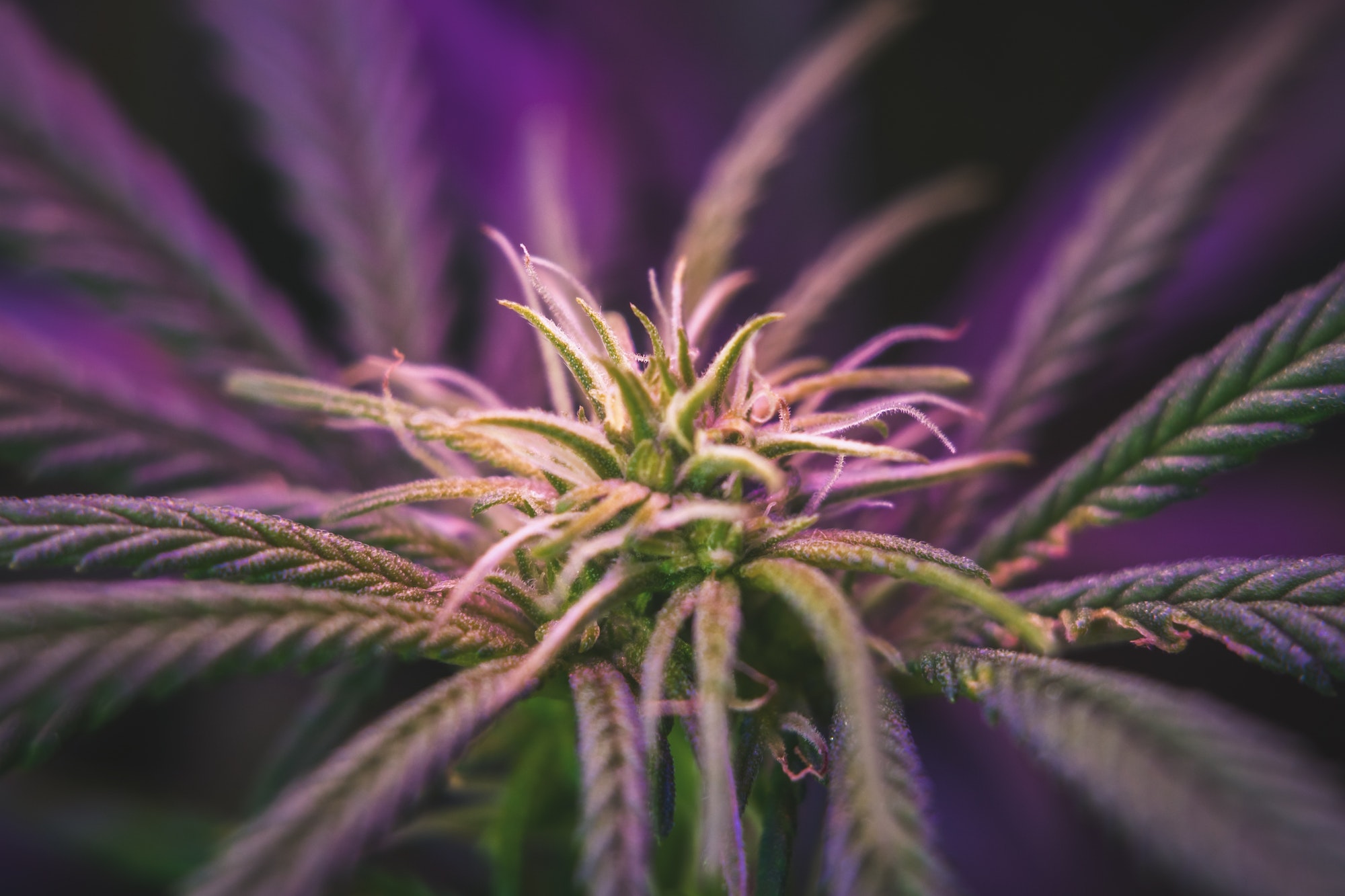 acheter du CBD au Maroc