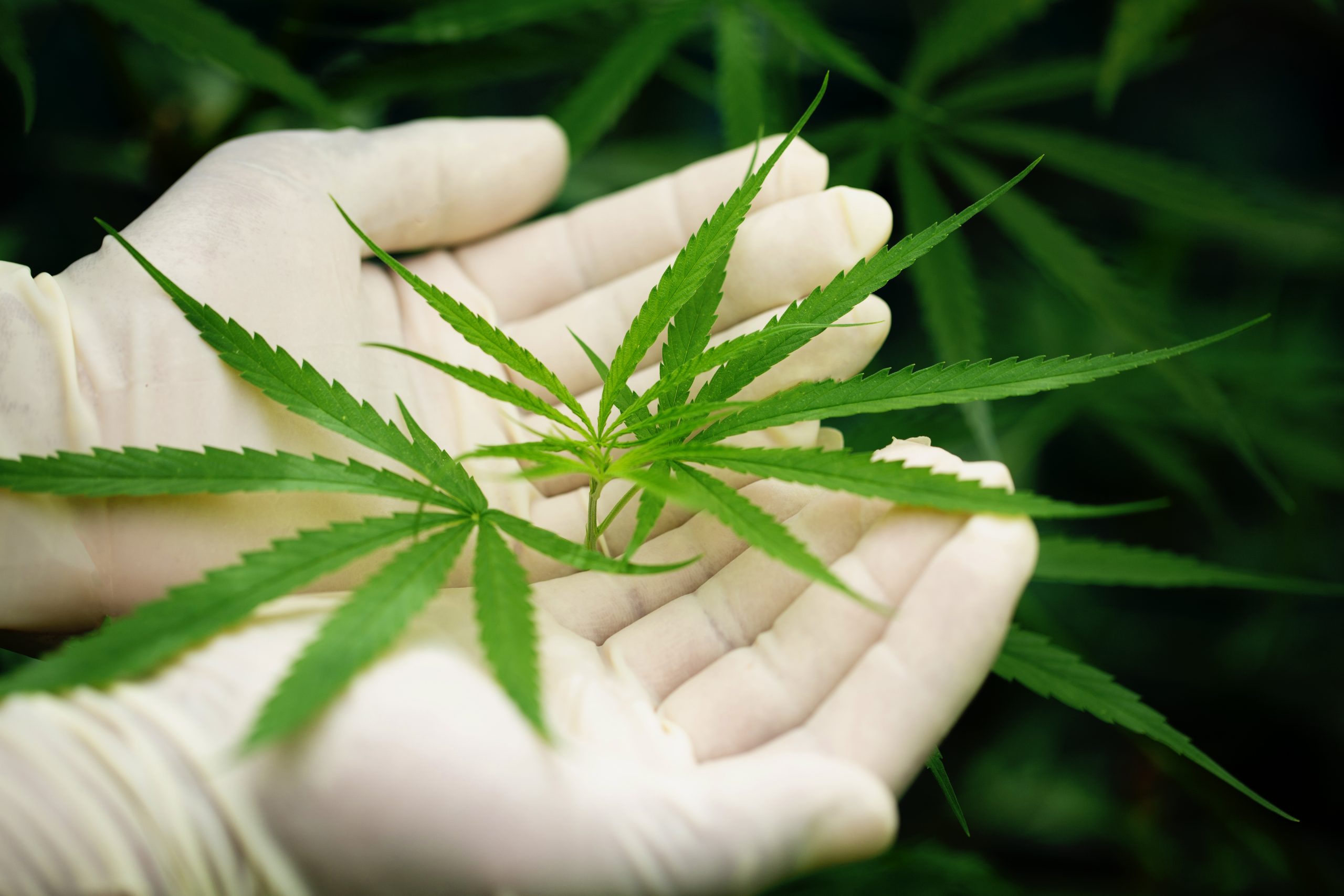 Feuille de cannabis tenue dans une main