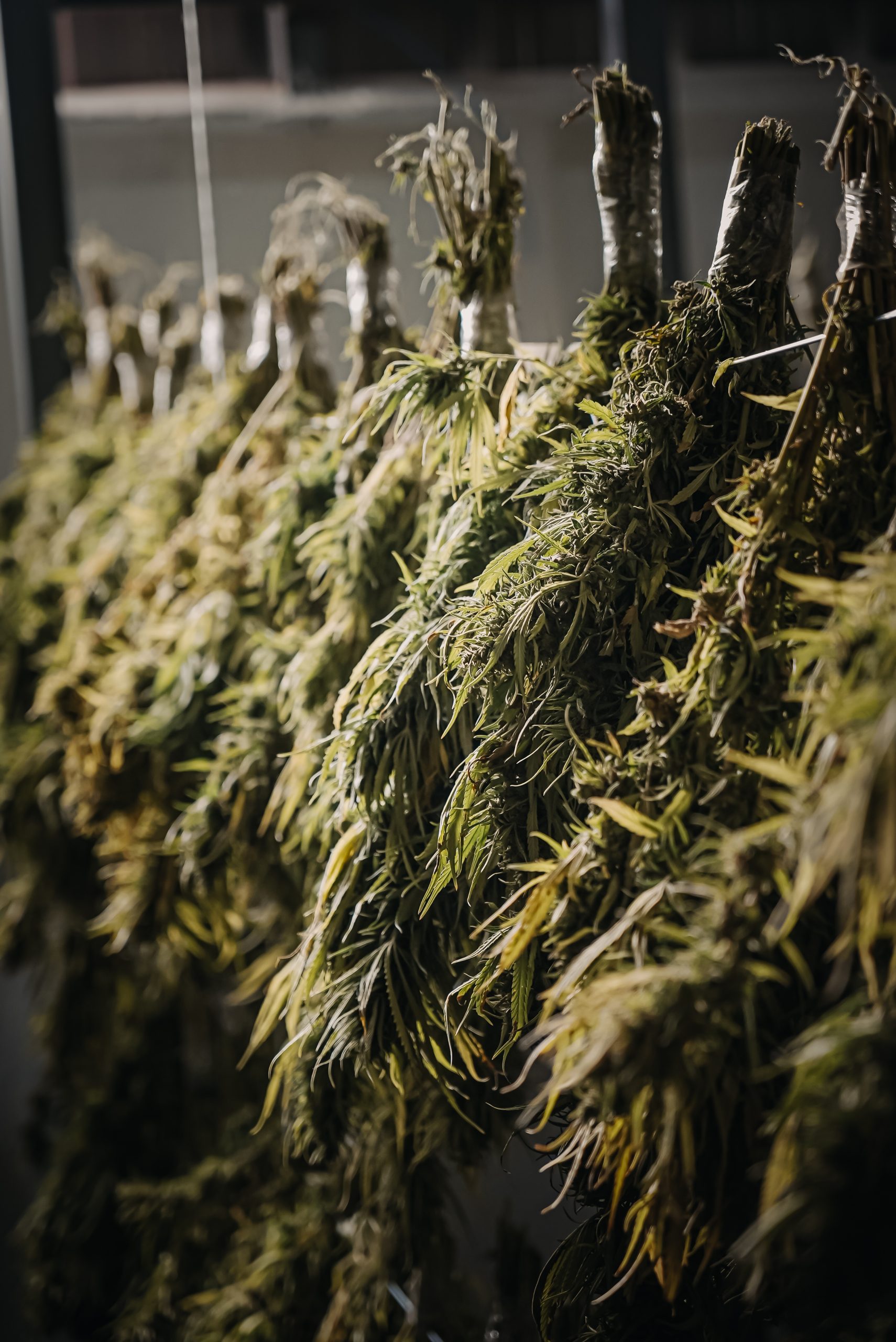 Moroccan Hemp