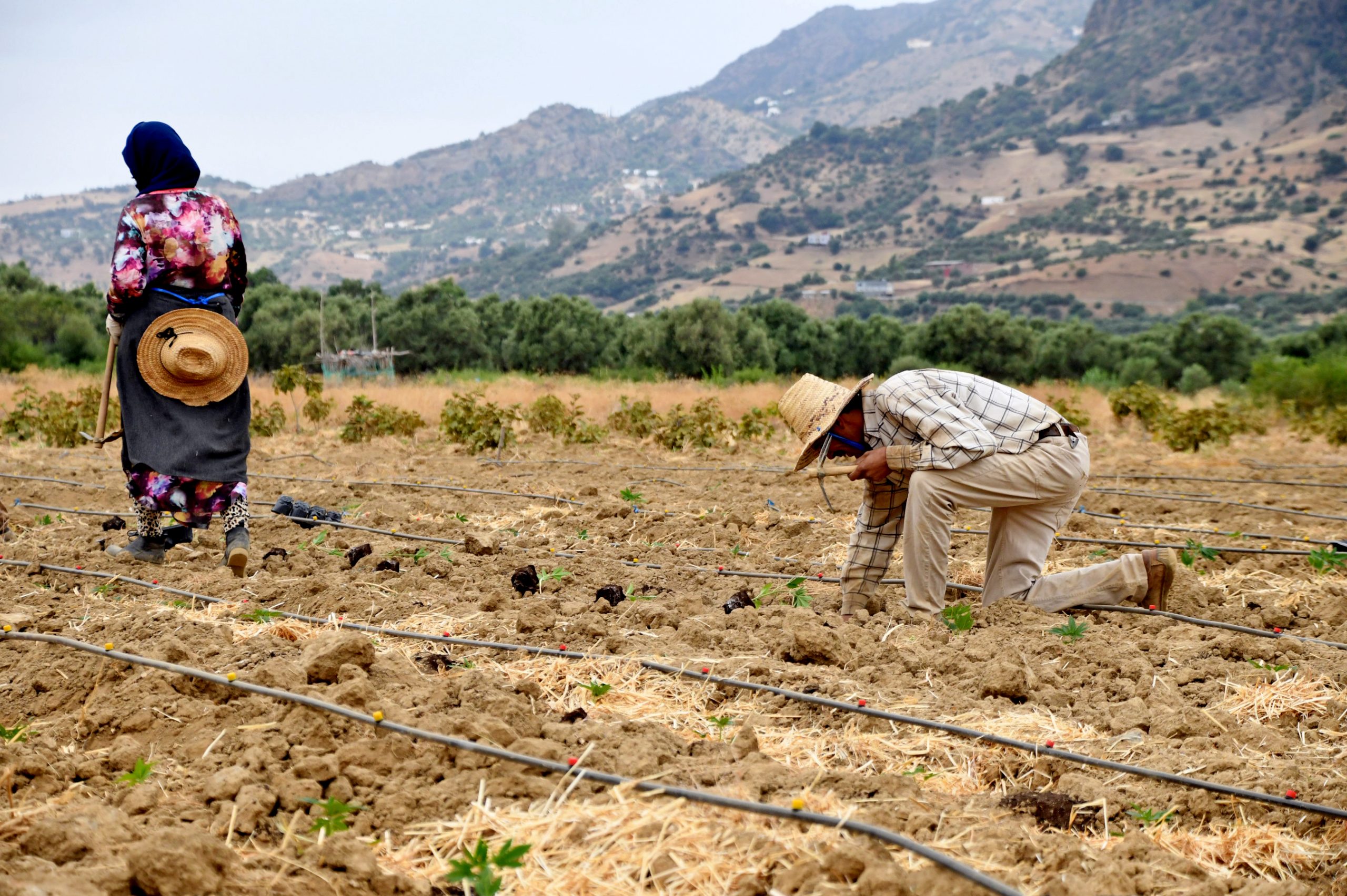 Cannabis maroc