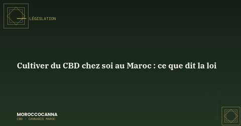 Cultiver du CBD au Maroc